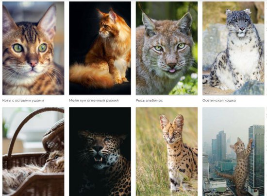 Ориентальная кошка табби: изящная красота с восточным очарованием